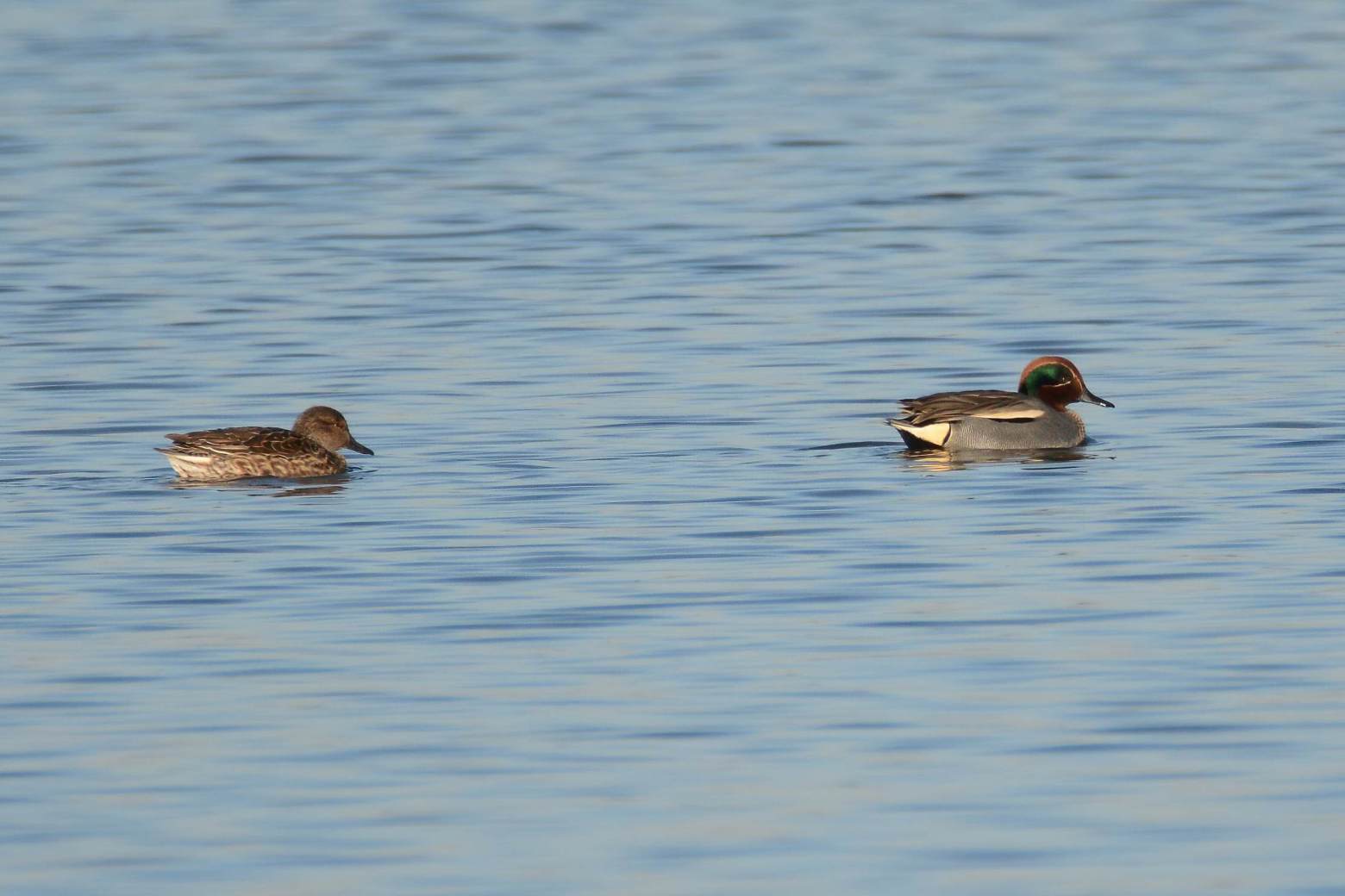Green-winged Teal